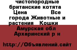 чистопородные британские котята › Цена ­ 10 000 - Все города Животные и растения » Кошки   . Амурская обл.,Архаринский р-н